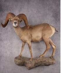 Nevada Desert Bighorn (Alternate)