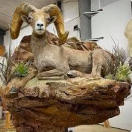 Desert Bighorn Sheep — Nevada Desert Bighorn (Alternate)