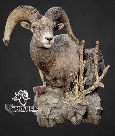 Nevada Desert Bighorn